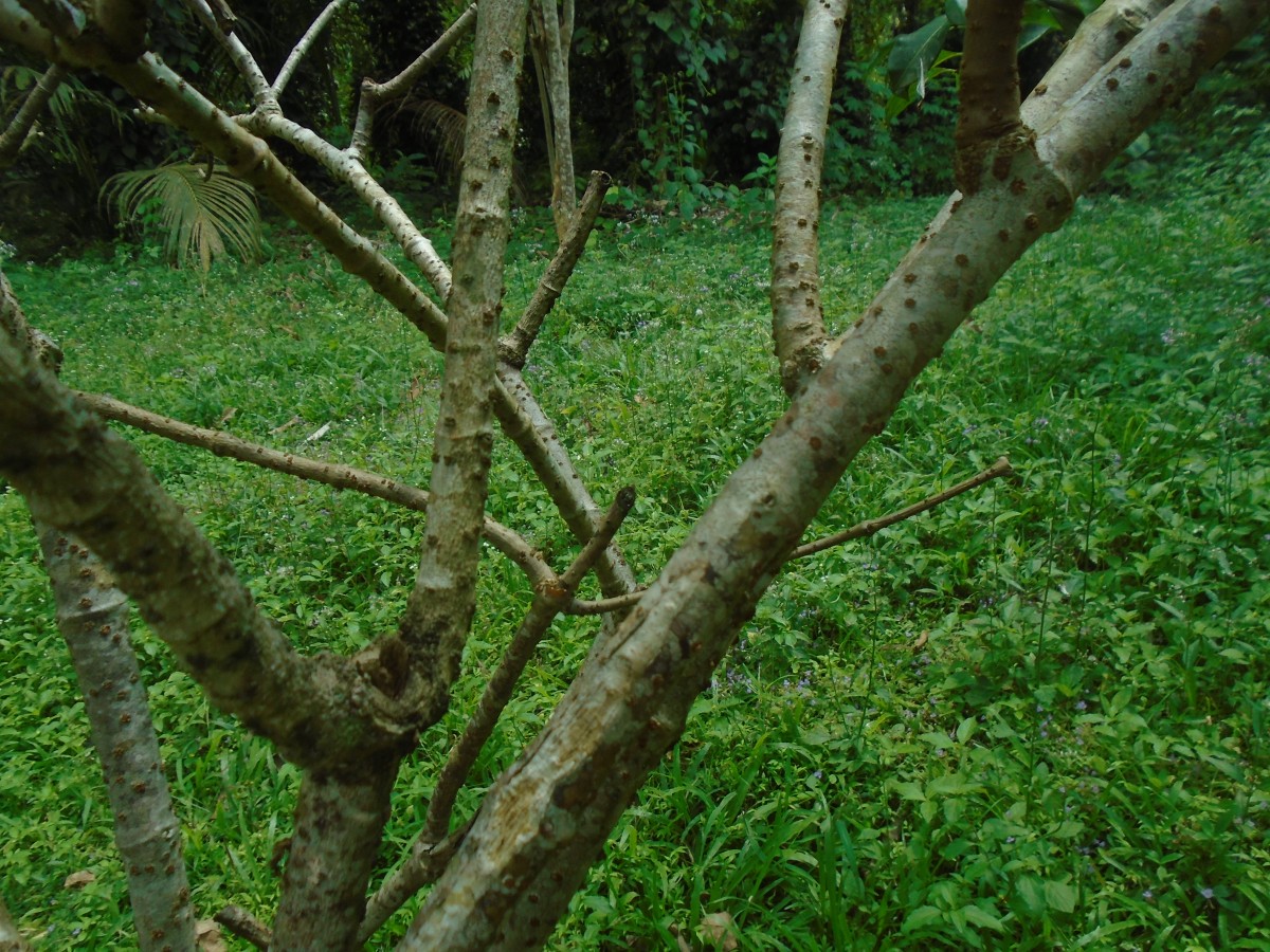 Cryptostegia madagascariensis Bojer ex Decne.